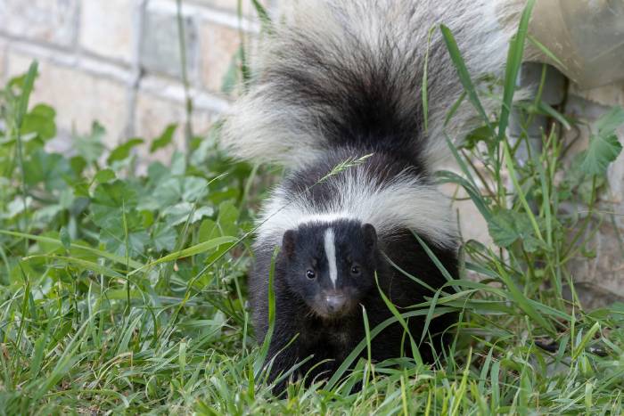 skunk-in-grass